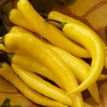 Organic Vegetables Yellow Peppers Seeds, Original Pack, balcony ornamentals caps - £8.61 GBP