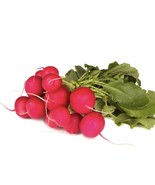 100+ Champion Radish Seeds NON-GMO Radish Seeds Fresh Heirloom #89 - €1,91 EUR