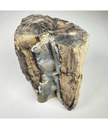 Eden Valley Petrified Wood Blue Forest Wyoming Limb Cast Botryoidal - $49.49