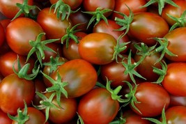 Plum Regal Tomato Hybrid Vegetable Garden 50+ seeds - $8.55