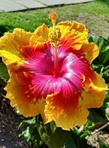 Best 25 seeds Hot Pink &amp; Yellow Hibiscus Flowers Huge Blooms Planting Garden - £3.84 GBP