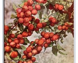 Apples Grown In Victorian Orchard Victoria Australia UNP DB Postcard Y11 - £5.44 GBP