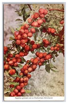 Apples Grown In Victorian Orchard Victoria Australia UNP DB Postcard Y11 - £5.41 GBP