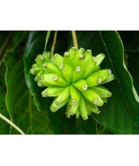 LKS Camptotheca Acuminata 10 Seeds Happy Tree Tree Of Life Cancer Tree H... - $191.18 MXN