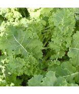 Siberian Dwarf Kale Seeds, NON-GMO, Cruciferous Vegetable, Winter Hardy - €1,62 EUR+