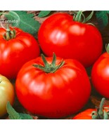 Genuine Heirloom Beefsteak Tomato, 20 Seeds, tasty juicy sweet bright re... - £6.10 GBP