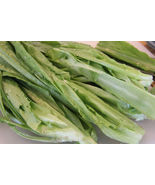 400 Seeds A Choy Chinese Leaf Lettuce Sword Pointed From USA - £7.50 GBP