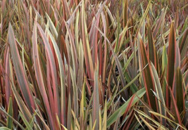 Shipped From Us 40 Phormium Rainbow Stripe Seed, BR07 - £31.91 GBP