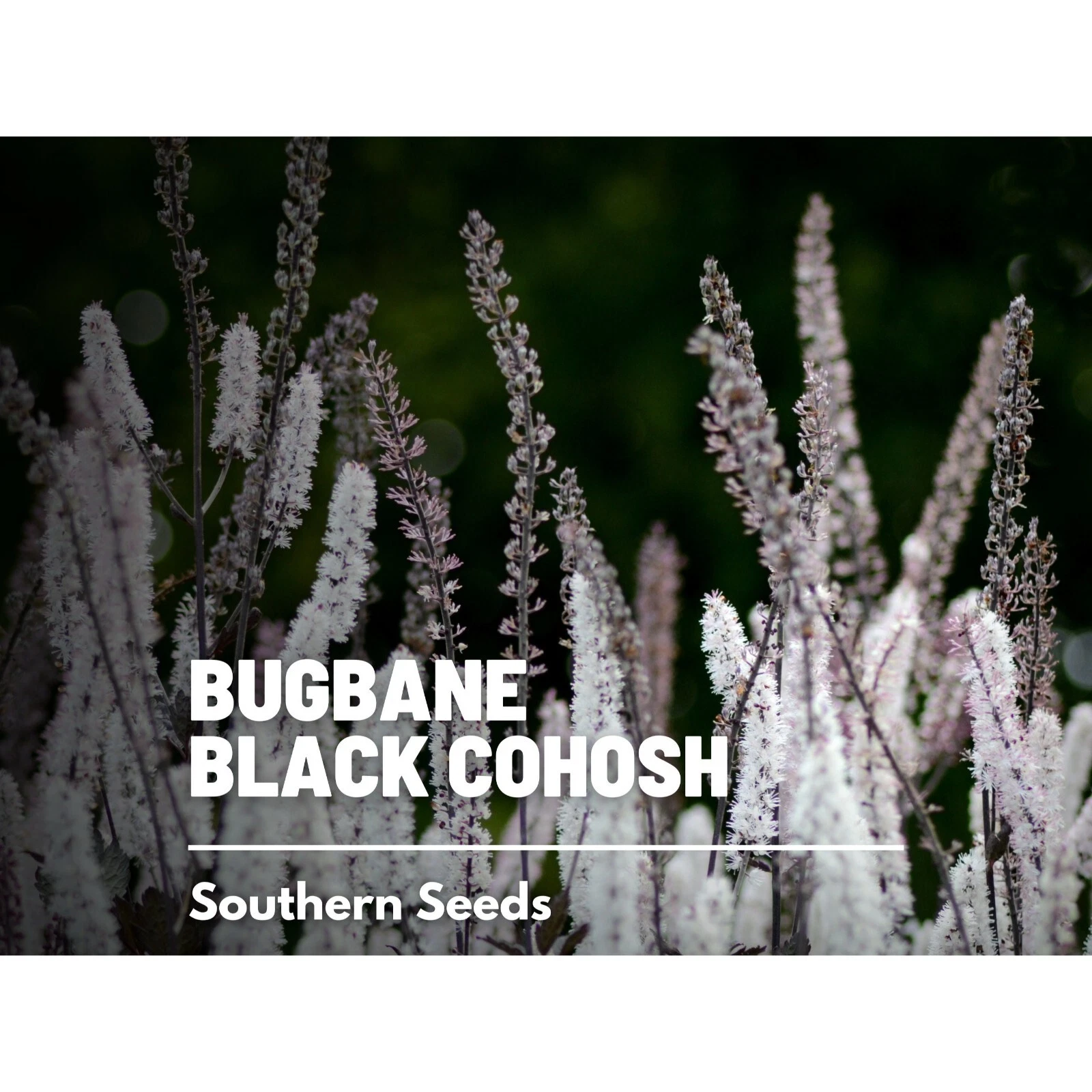 Black Cohosh (Bugbane) - 25 Seeds, Heirloom Medicinal Herb (Cimicifuga r... - $28.42