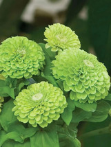 ArfanJaya Giant Envy Green Zinnia Flower Seeds - £6.57 GBP