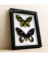 Rare Tithonus Birdwing Ornithoptera tithonus Pair Butterflies Framed Sha... - $1,100.00