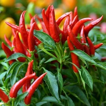 20X Thai Chili Super Hot Organic Hot Pepper Seeds - £3.71 GBP