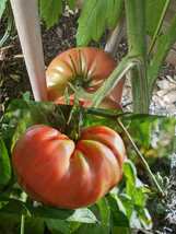 50 Brandywine Tomato Seeds. Heirloom and non GMO - seedsfun - £3.17 GBP