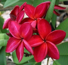 HGBO 5 Seeds Bright Red Plumeria Seeds Plants Flower Lei Hawaiian Perennial Seed - £6.51 GBP