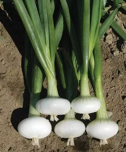 400+ Cipollini Onion Seeds - Yellow Sweet -- Heirloom - Organic - NON GMO - $87.02 MXN