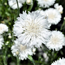 Bachelor Button Centaurea Cyanus White 200 Flower Seeds - $7.98