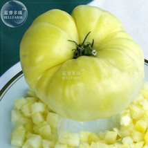 100 Seeds Tomato Giant Vegetable Fruits Type 28 Gardening USA Seller - $7.22