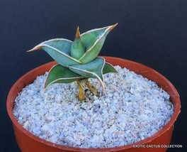 Walking Sansevieria Short Leaf Pinguicula , Rare Snake Plant Succulent 4&quot; Pot - £43.14 GBP