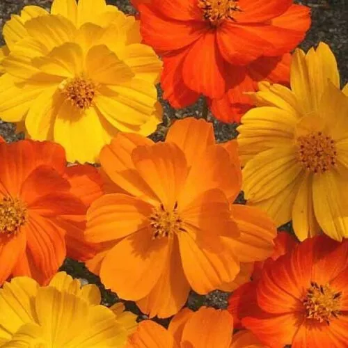 Limited Edition 35 SEEDS - Cosmos BRIGHT LIGHTS sulpher orang yellw - - $5.43