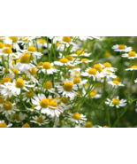 Chamomile seeds Greek wild (Organic) 7,500 seeds 1 gram  - $20.00