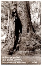 Zan-846 Hollow Redwood Muir Woods National Monument California RPPC Postcard - £8.87 GBP
