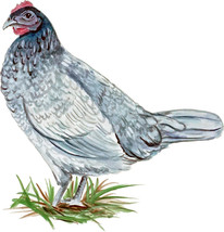 Delaware Blue Hen Fighting Brood Chicken State Bird Gamecock Vinyl Decal Sticker - £5.55 GBP+