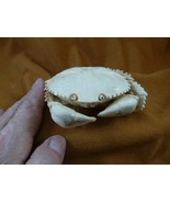 (crab-w11) large white shore Crab of shed ANTLER figurine Bali detailed ... - $8,903.19 MXN