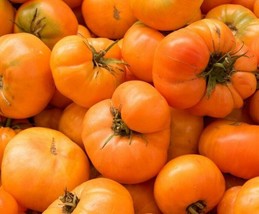 Guashi Store Amana Orange Tomato Seeds 50 Indeterminate Garden Vegetables Fast S - £7.09 GBP