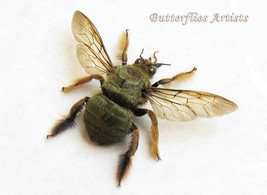 Real Green Carpenter Bee XL Xylocopa Aestuans Rare Framed Entomology Sha... - $58.99