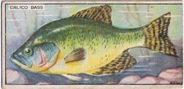 Cowan Co Toronto Card Calico Bass Canadian Fish - £7.78 GBP