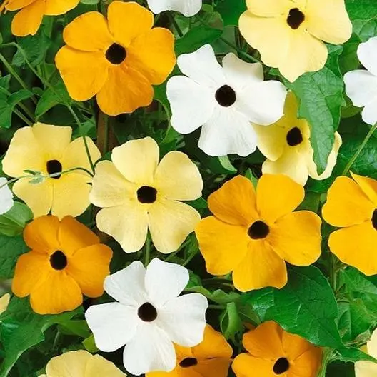 50 Seeds Black Eyed Susan Vine Mixed Colors Tender Perennial Pollinators Non-GMO - £11.01 GBP