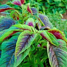 Red Amaranth Stripe Leaf Chinese Spinach Yin Cho Vegetable Garden 1000+ Seeds - £4.69 GBP