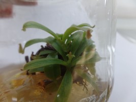 Nepenthes veitchii in vitro (Tissue Culture) Carnivorous plant - £21.12 GBP