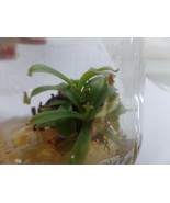 Nepenthes veitchii in vitro (Tissue Culture) Carnivorous plant - £21.21 GBP