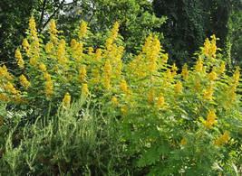 FREE SHIPPING Senna marilandica Maryland Senna Wild Senna 50 Seeds - £14.34 GBP