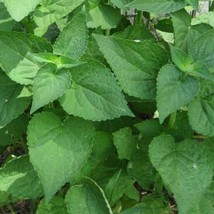 New Seeds 50 Korean Mint seeds USA Seller - £5.31 GBP