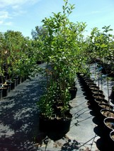 Super Gold Yellow Delicious Apple Fruit Tree 4&#39;-6&#39; Ft Trees Plants Plant Apples - £110.56 GBP