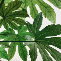 Best Seeds New Fatsia Japonica Seeds Paper Plant Fatsi House Plant Japanese Aral - £11.14 GBP