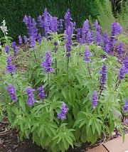 40 Seeds Dark Blue Mealy sage, Herbaceous Perennial Plants - £18.24 GBP