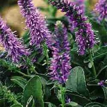 HS Veronica Spicata 50 Seeds  - $6.06