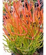 Sticks on Fire Pencil Cactus Euphorbia Tirucalli Succulent - 5x Fresh Cu... - $6.95 CAD