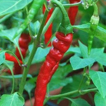 Ship From Us Cayenne Long Red Thin Hot Pepper - 500 Mg ~60 Seeds - NON-GMO TM11 - £12.83 GBP