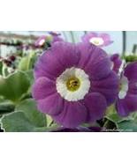 15 Seeds Primula Auricula Taffeta: Floral Beauty with a Touch of Elegance - $2.72