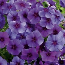 Semilir 100 Intensia Blueberry Phlox Seeds USA  Fast Grow From US - £8.82 GBP