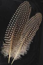 Two Guinea Hen Wing Feathers for use as a Quill or for Smudging! - $1.93