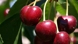 VP Bing Cherry for Garden Planting USA FAST 10+ Seeds - £4.67 GBP