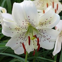Lilies Tiger Lily White Twinkle Lilium 3 Bulbs Size 14/16 cm - $14.85