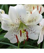 Lilies Tiger Lily White Twinkle Lilium 3 Bulbs Size 14/16 cm - £11.76 GBP