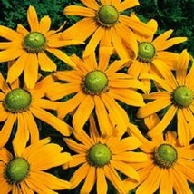 30 seeds &quot;Green Eyes&quot; Rudbeckia Fast Heirloom Setup Beautify Instantly - £6.38 GBP