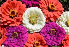 Zinnia Under The Sea Zinnia Mix 100 Seeds 4 Get From US  - $8.35